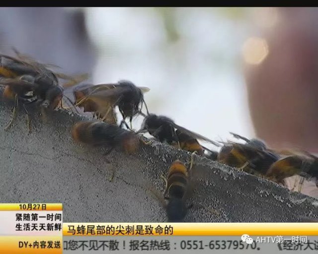 最新马蜂蛰伤事件处理指南，正确处理与应对之道